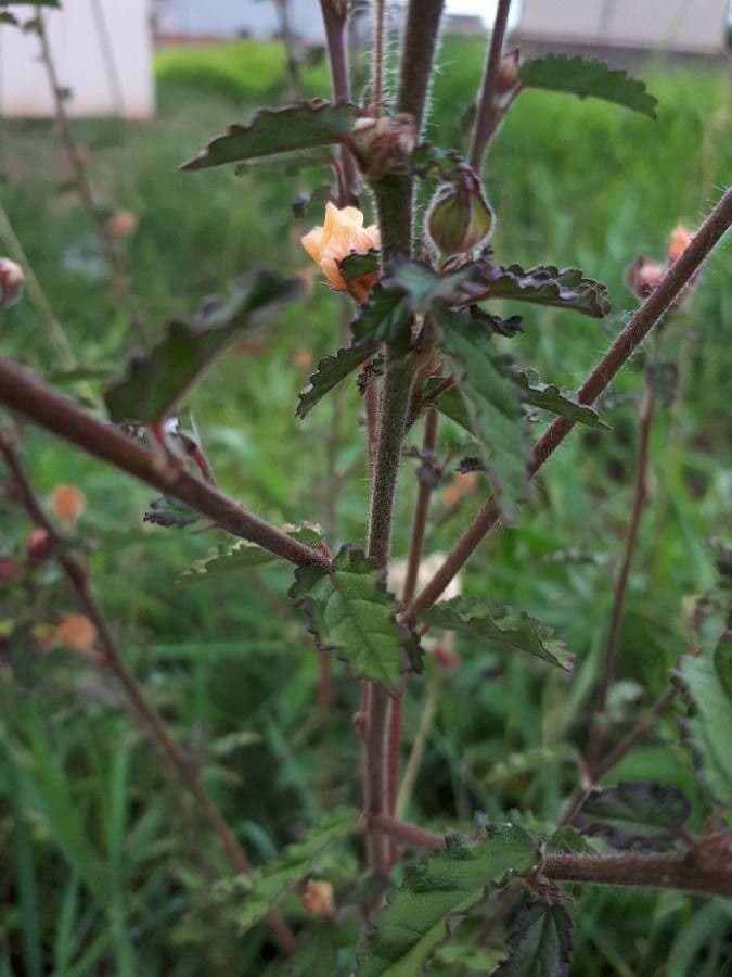 Sida cordifolia 20