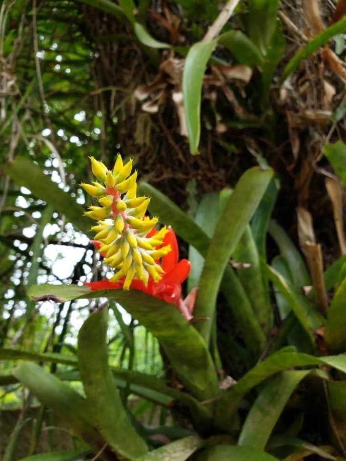 Aechmea nudicaulis 10