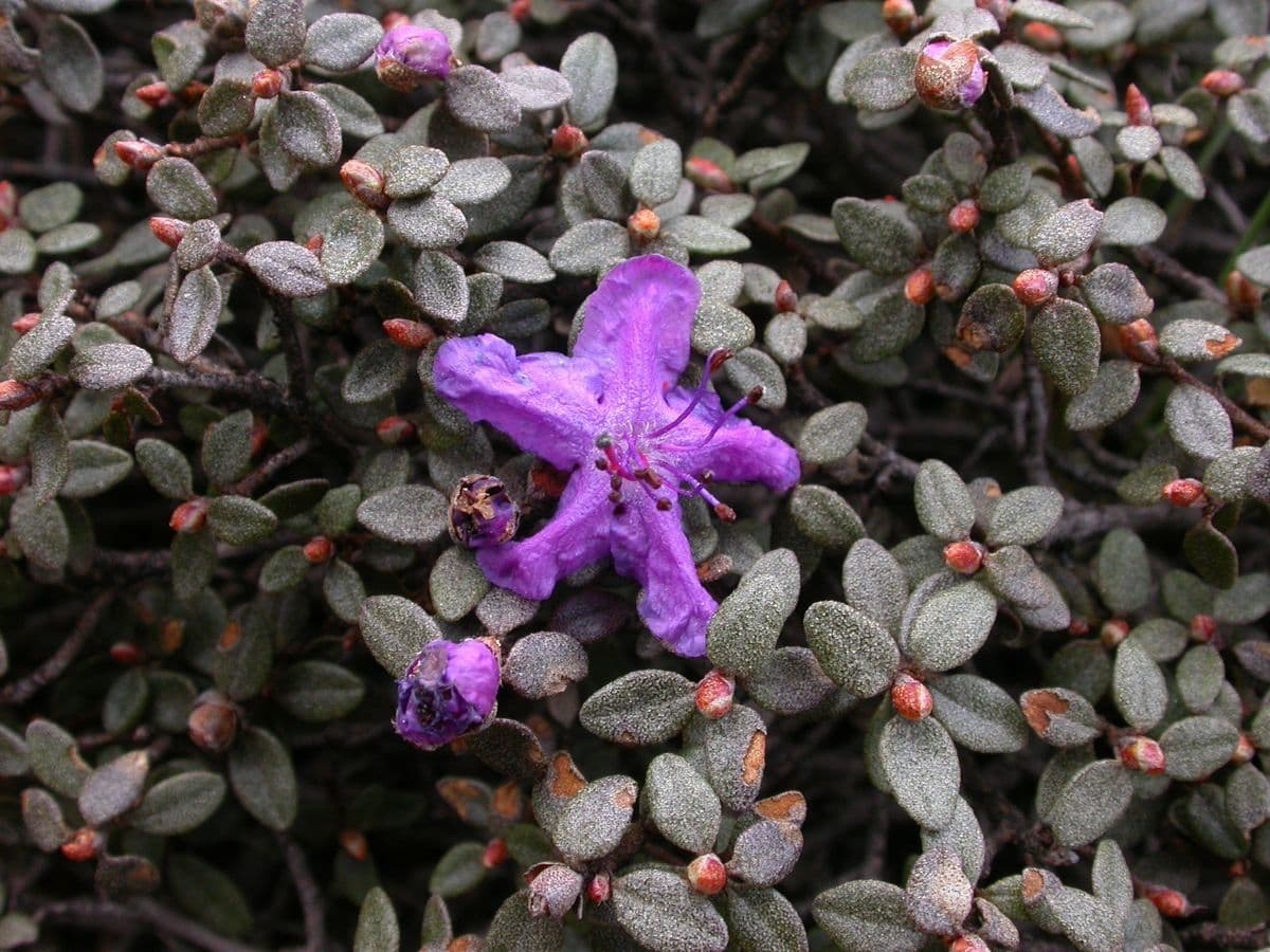 Alpenrose 2