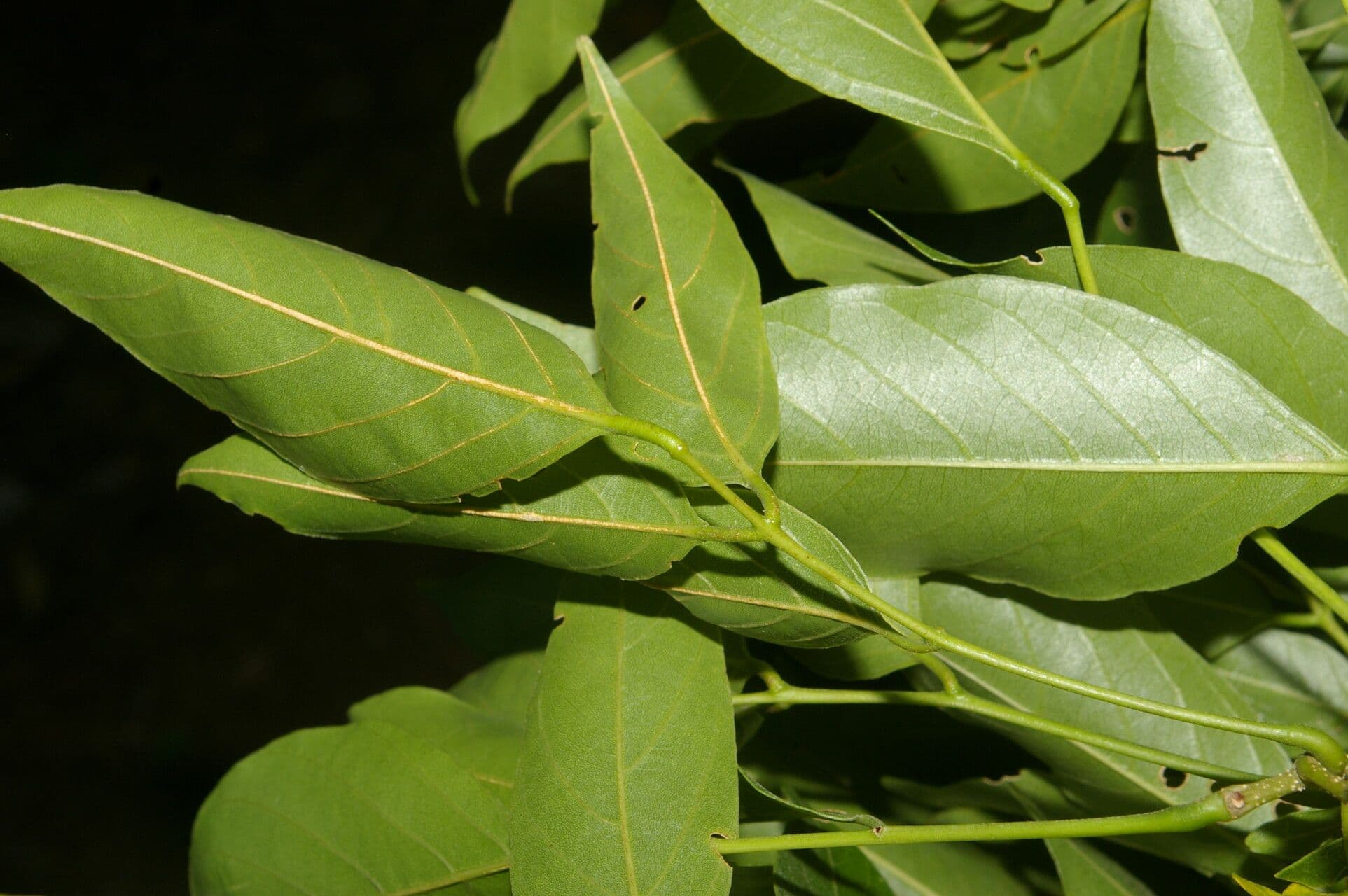 Lonchocarpus 4