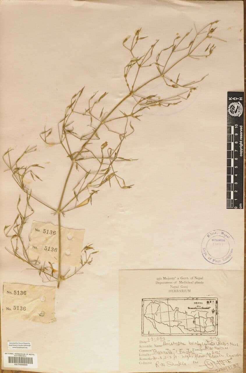Dicliptera paniculata 13