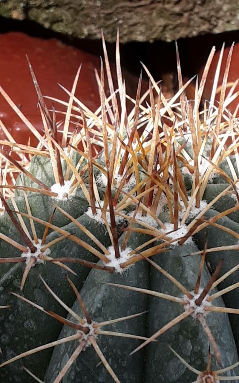 Melocactus 2