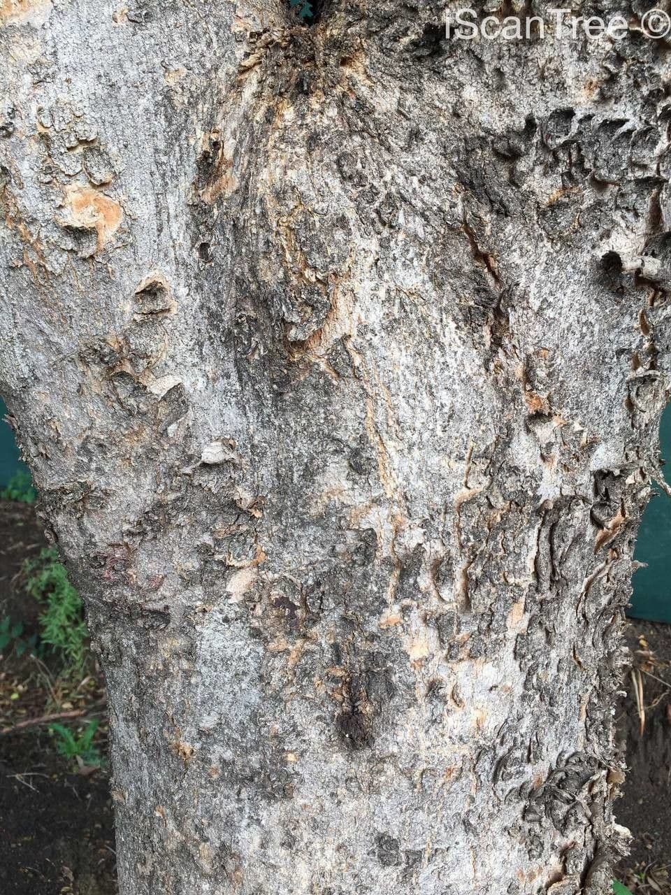 Combretum 12
