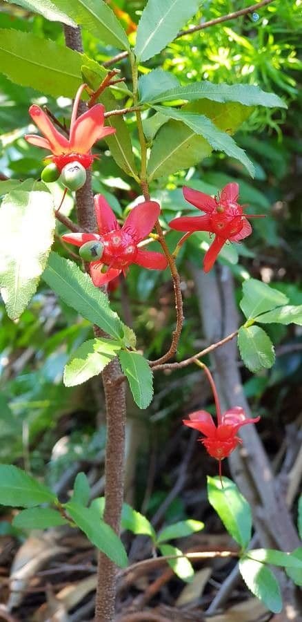 Ochna violacea 6