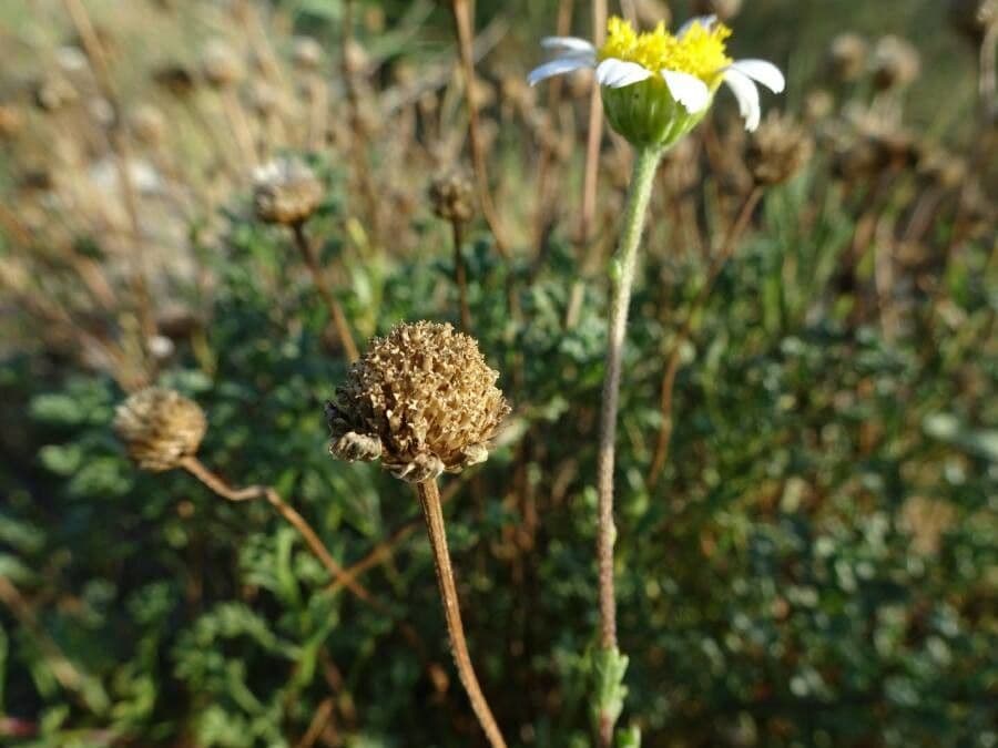 Camomilla marittima 2