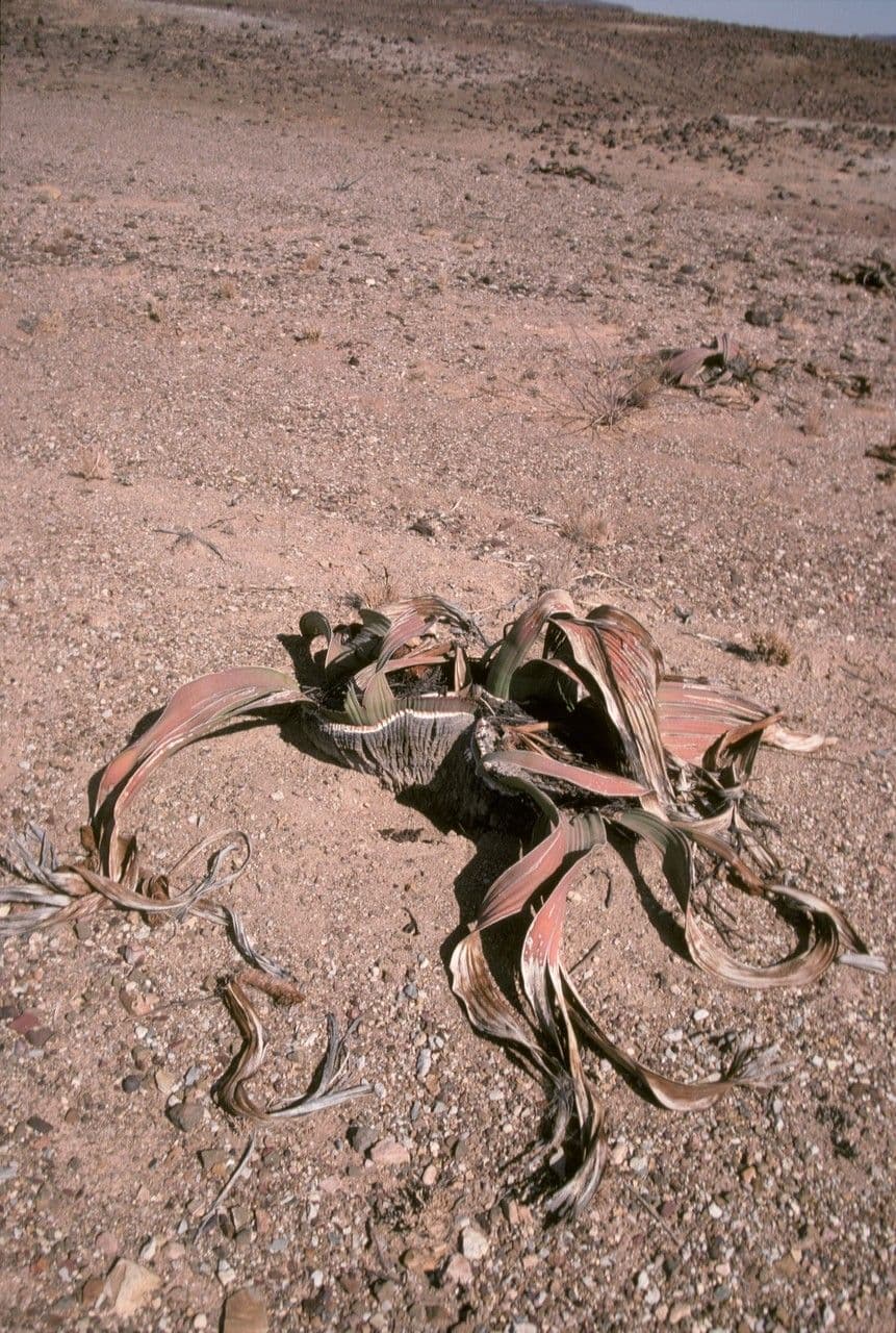 Welwitschia 12