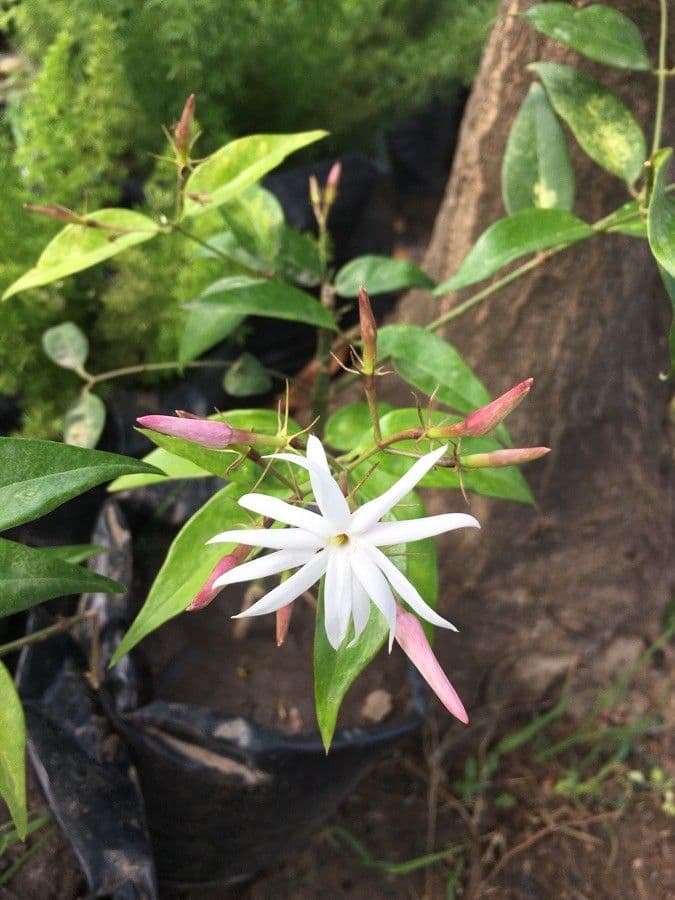 Jasmin 6