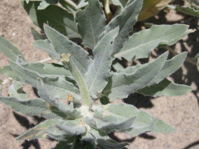 Enagra californiana 16