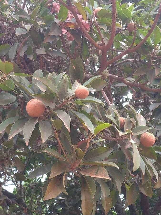 Sapodilla 15