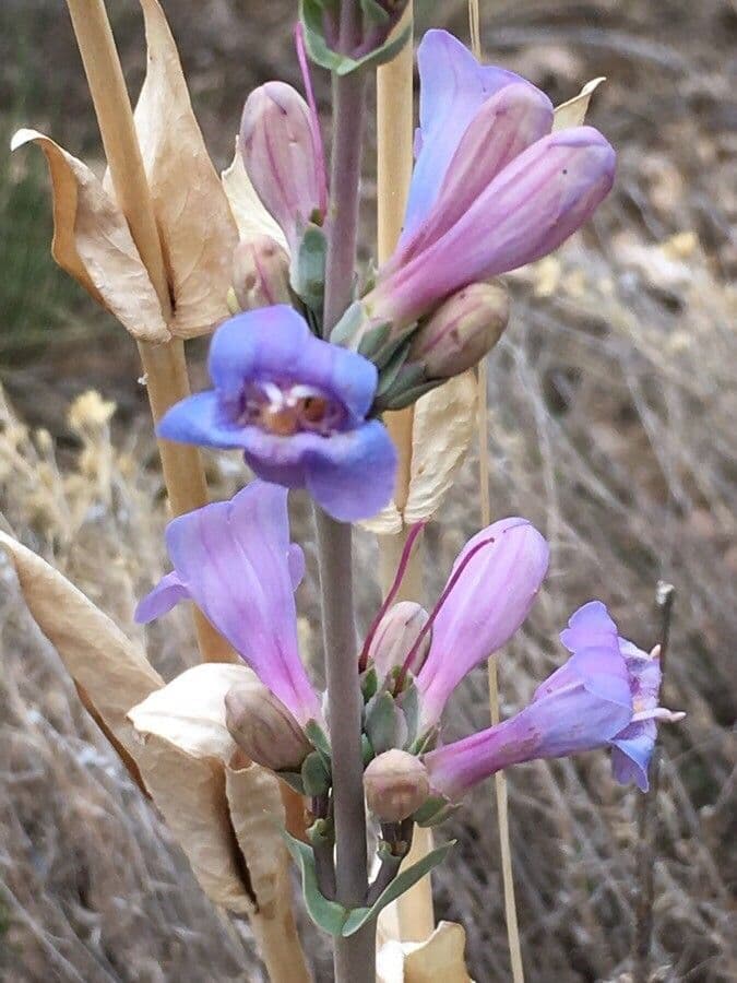 Penstemon secundiflorus 5