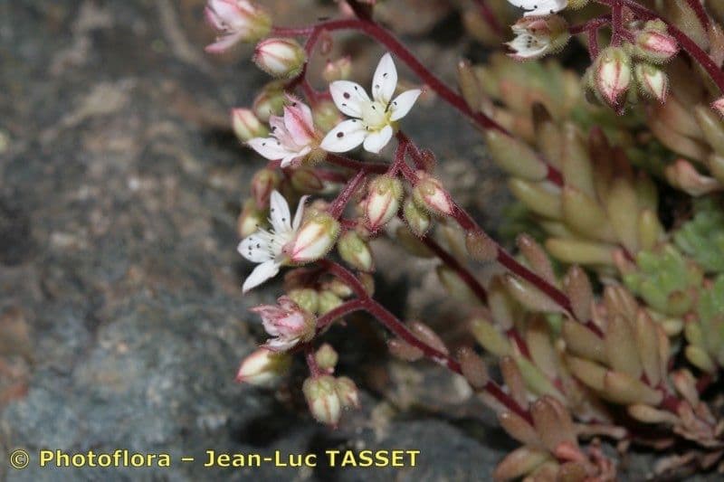 Sedum 28