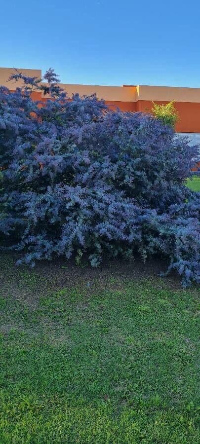 Acacia di Bailey 13