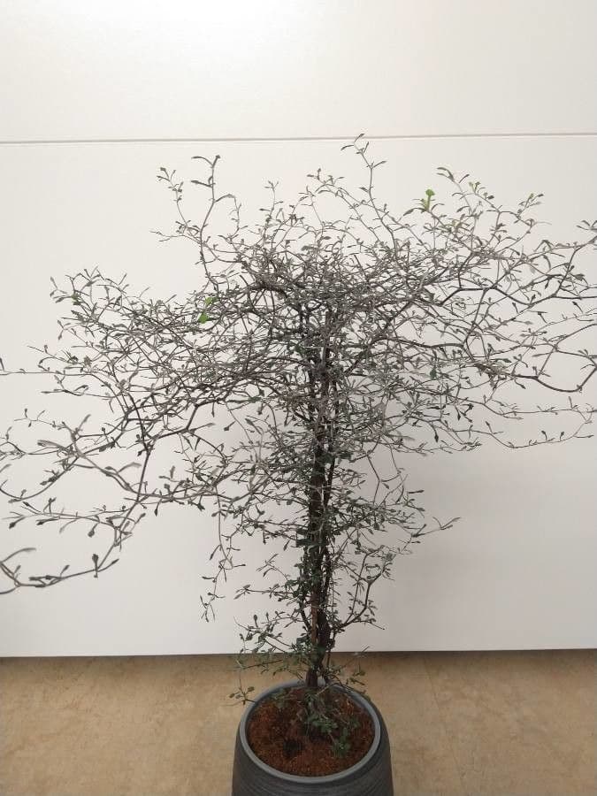 Corokia 11