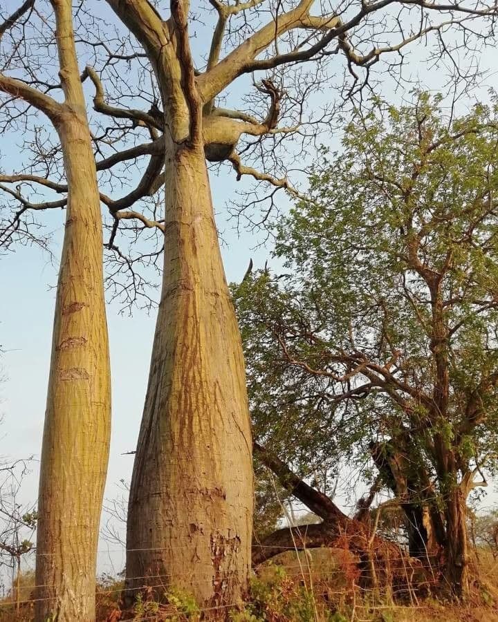 Siebenlappiger Pseudobombax 18
