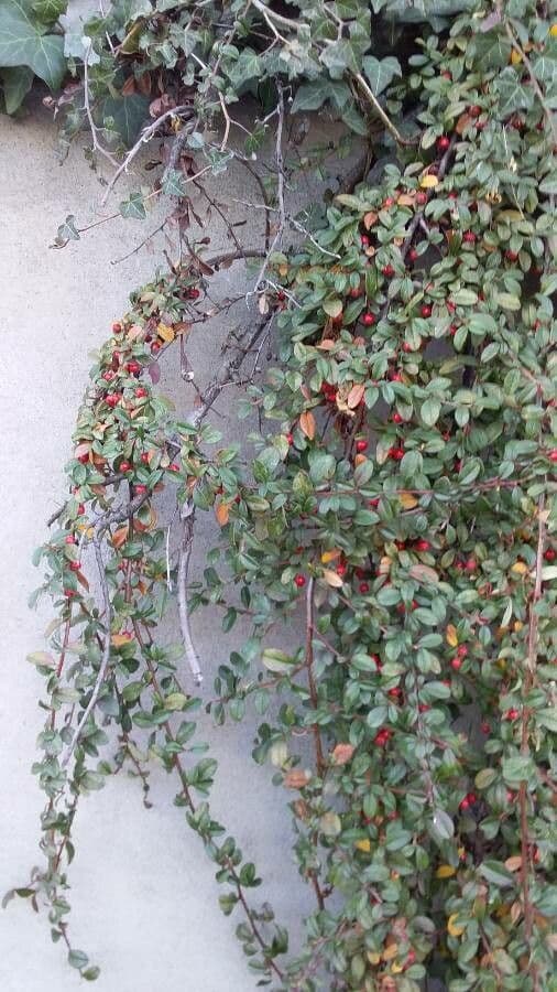 Cotoneaster di Dammer 12