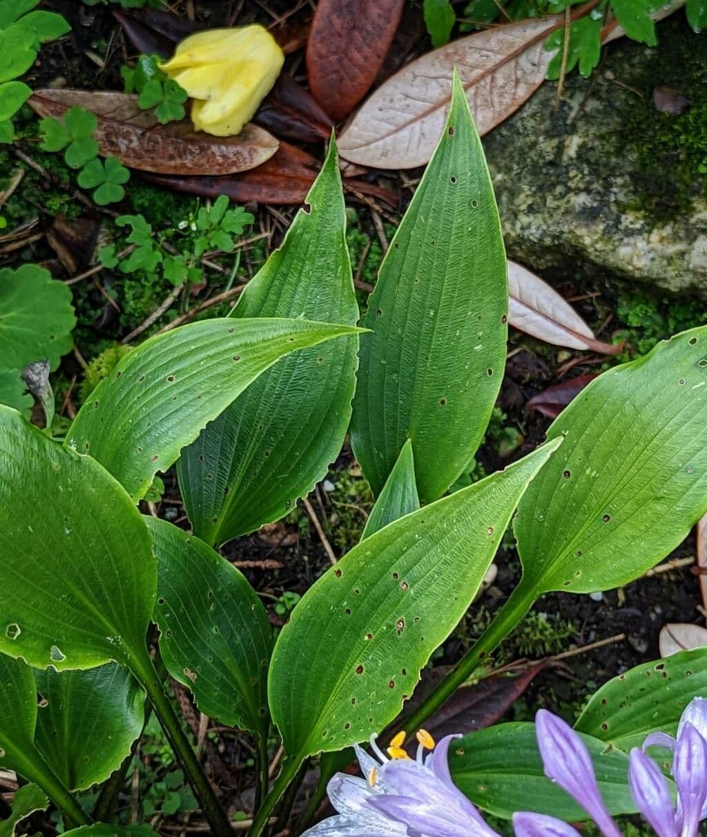 Hosta 11