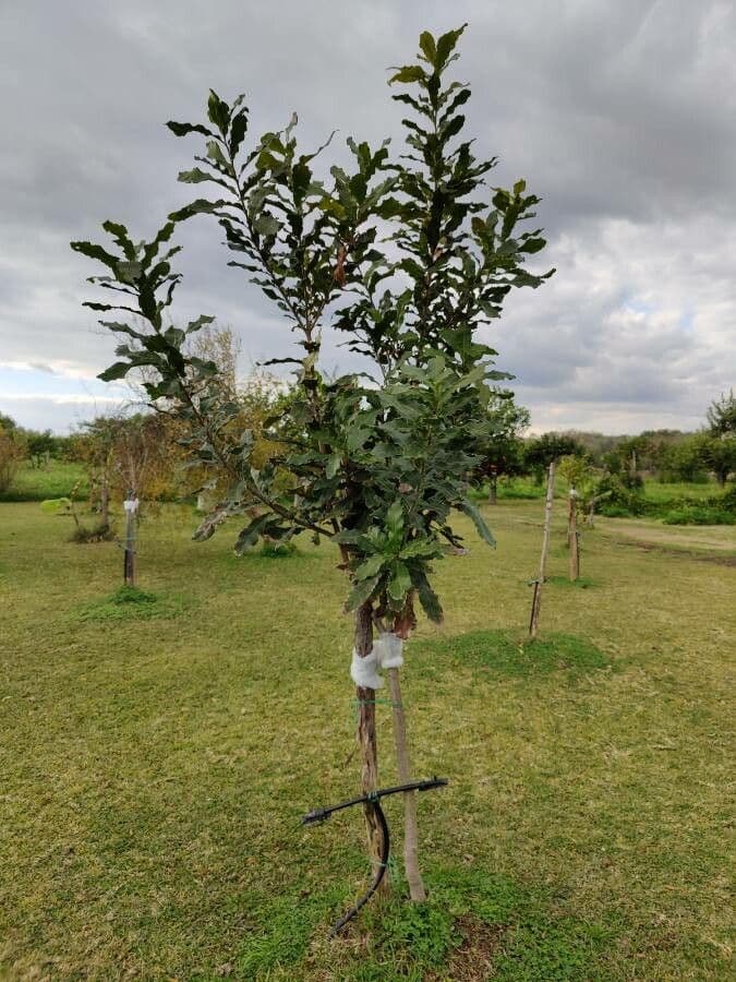 Macadamia 13