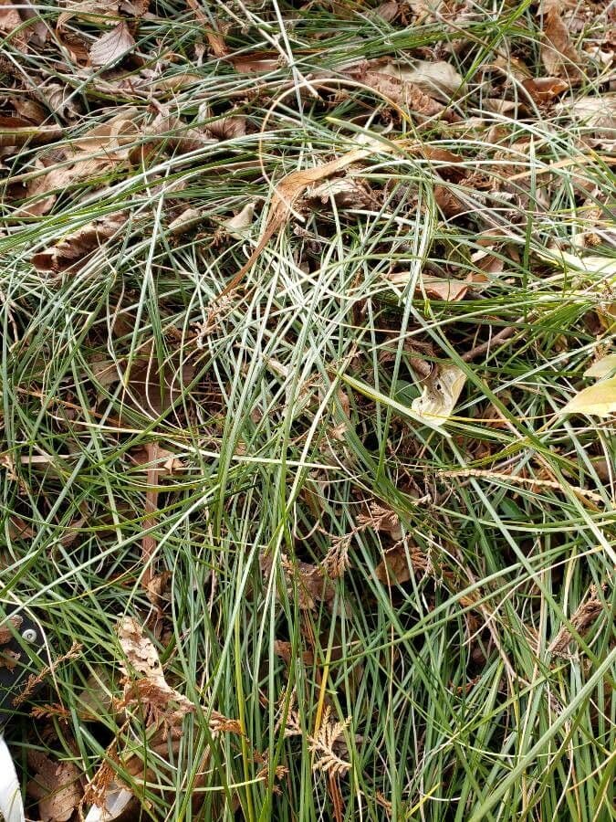 Liriope