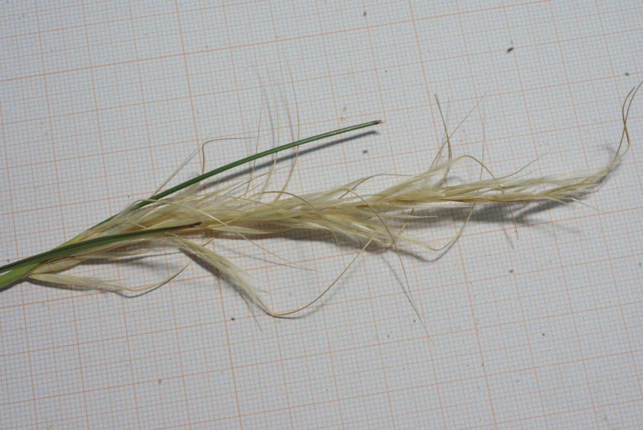 Stipe du Cap 7