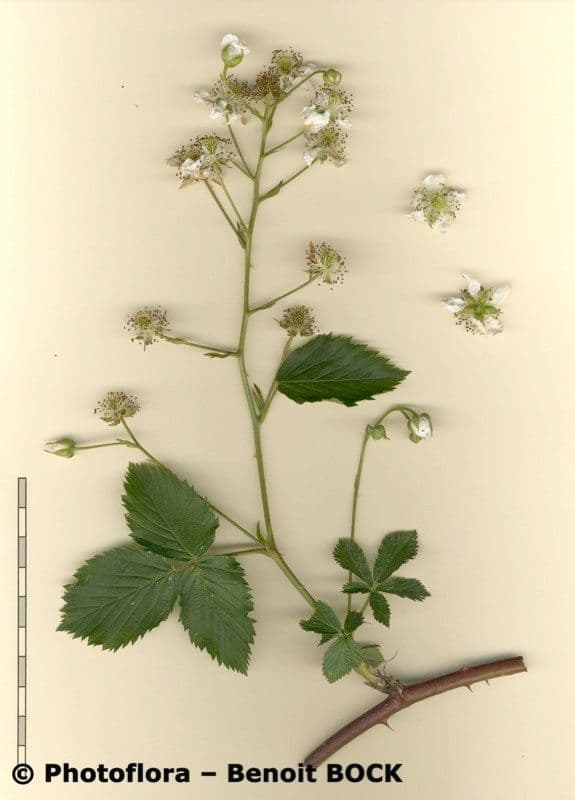 Gefurchte Brombeere 25