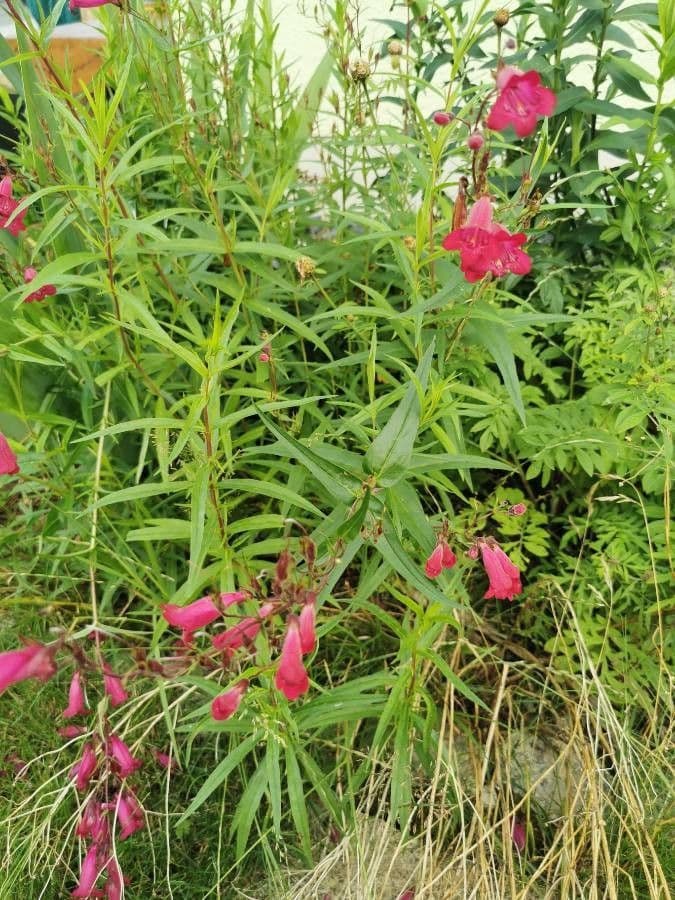 Penstemon barbato 20