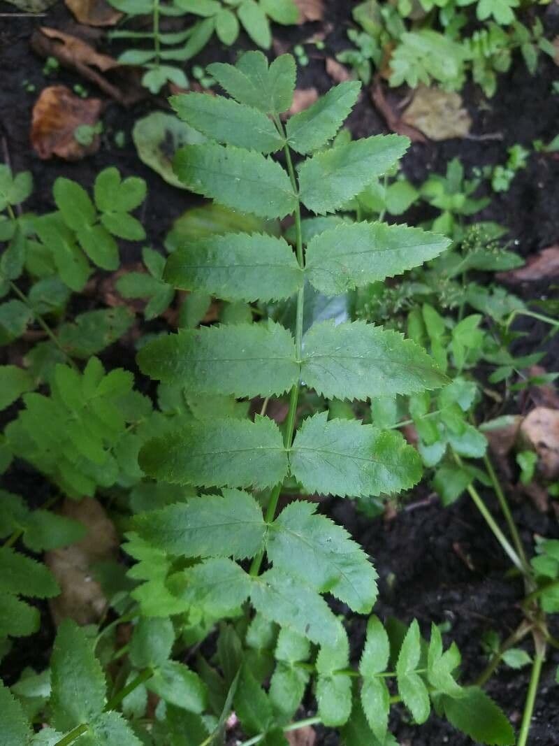 Berula 19