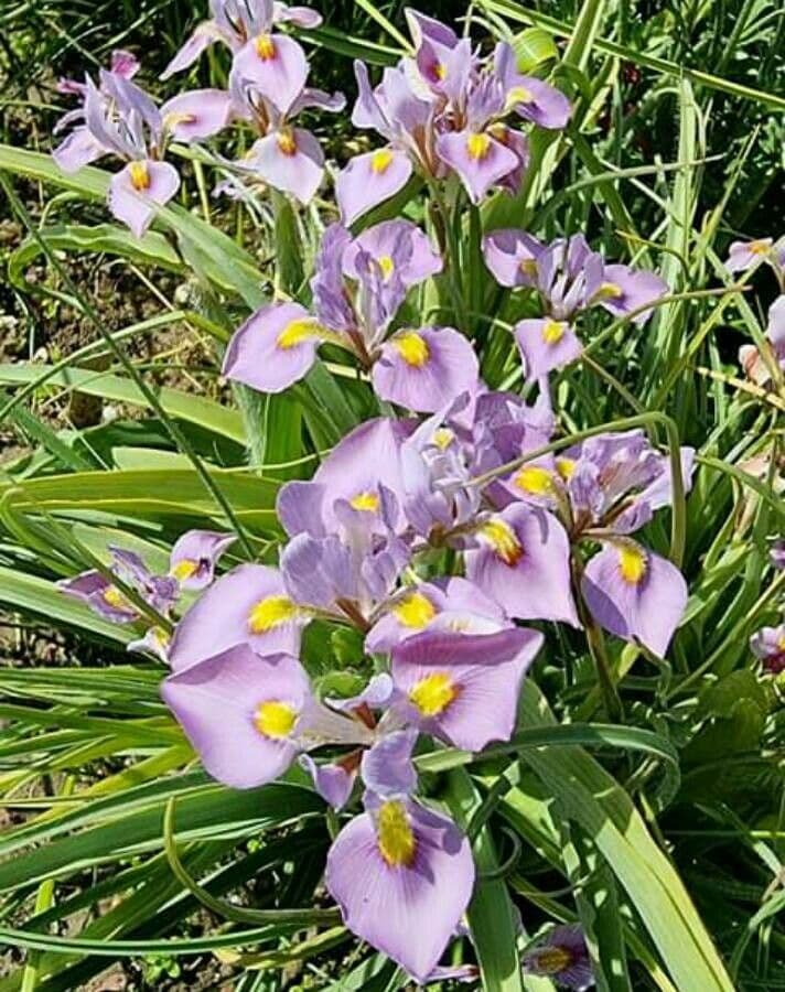 Moraea