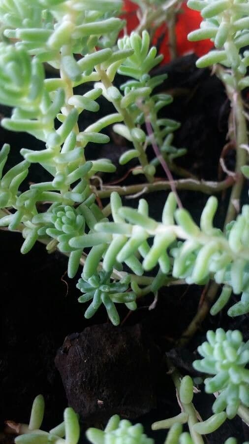Sedum 4