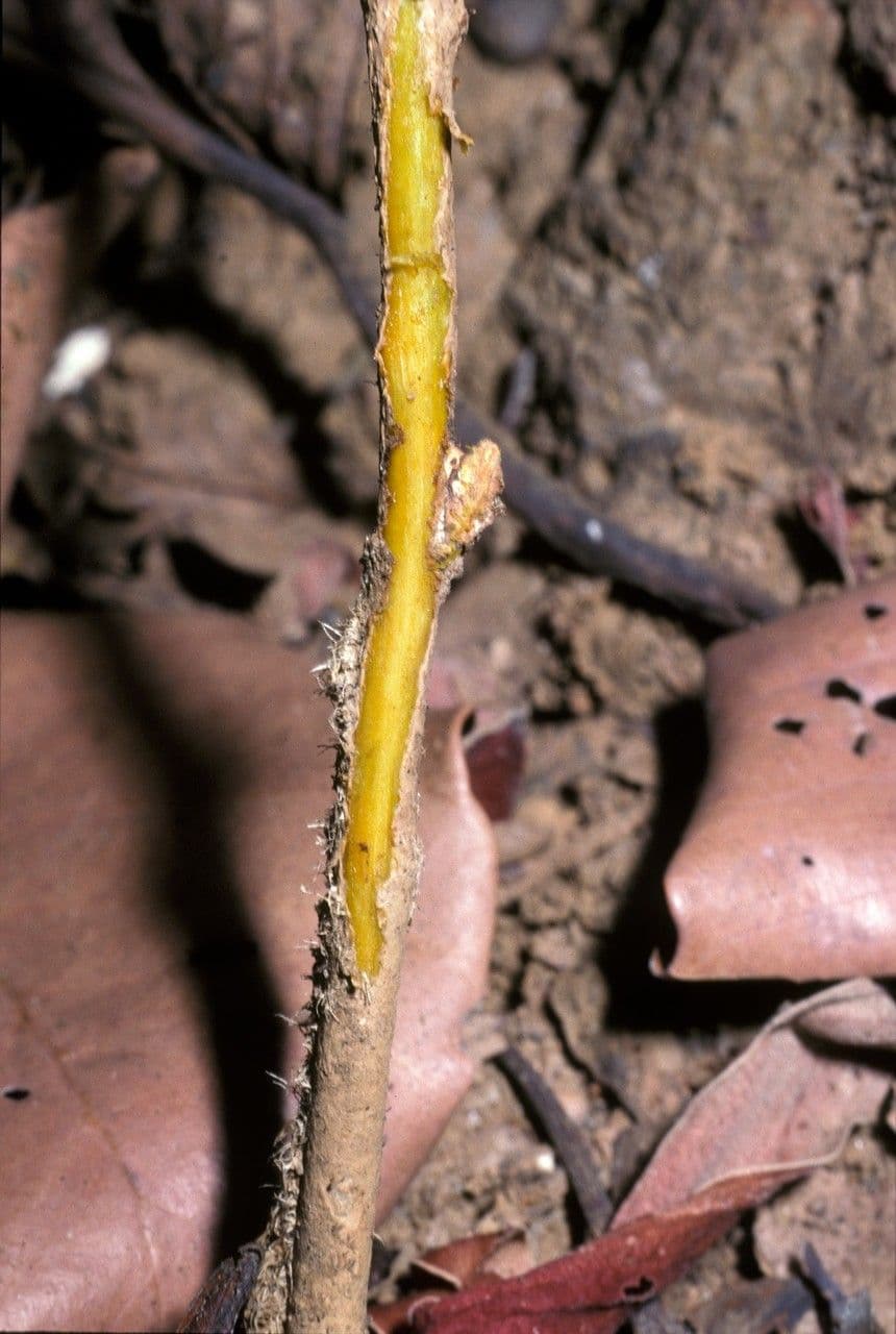 Coscinium 6