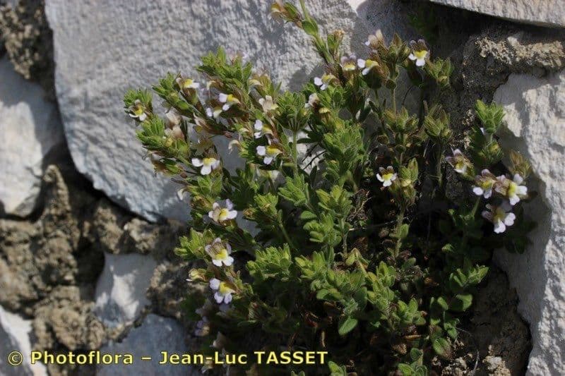 Chaenorhinum villosum 8