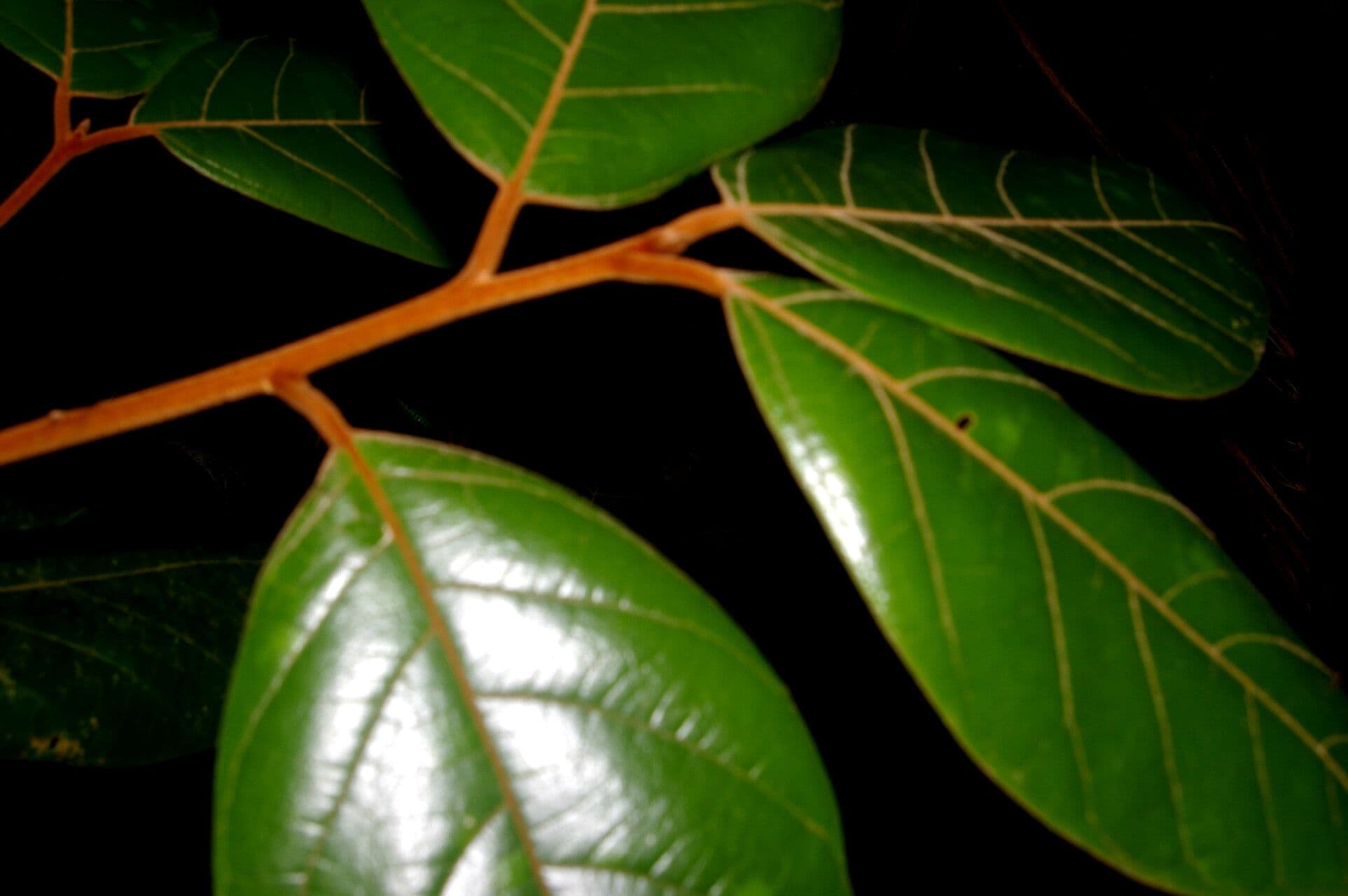 Ocotea 10