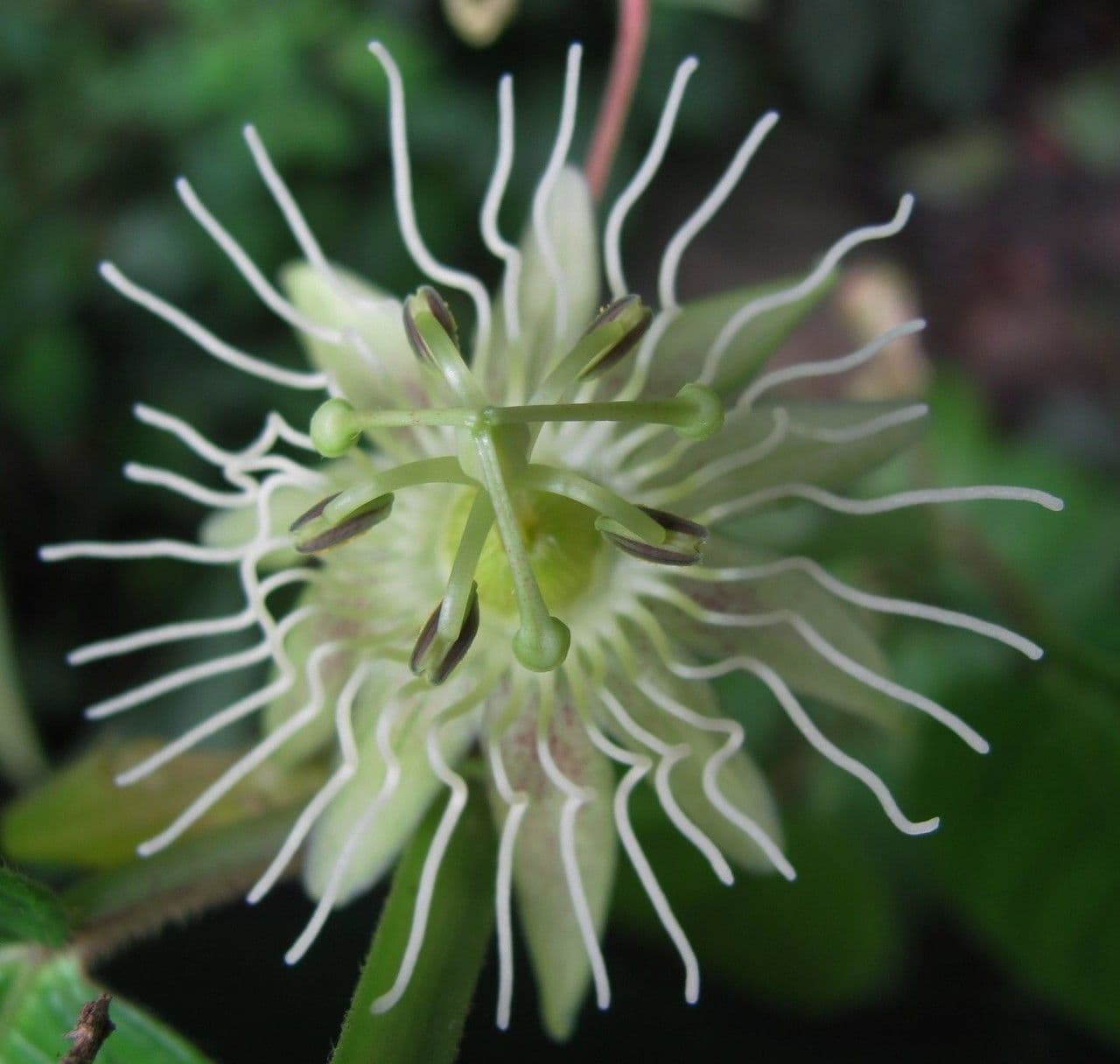 Passiflora 3