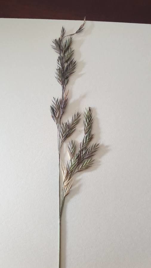 Festuca rossa 4