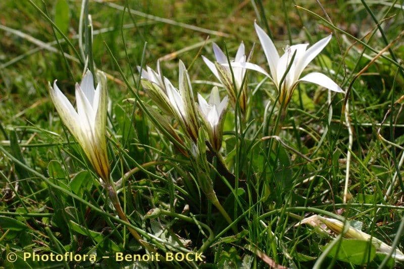 Romulea bulbocodium 21