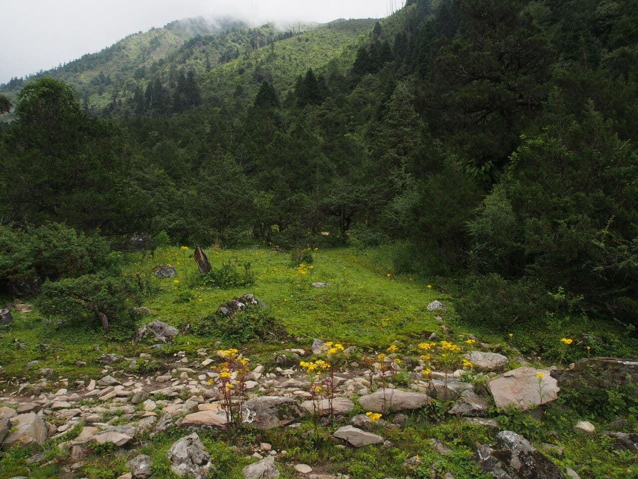 Pedicularis 6