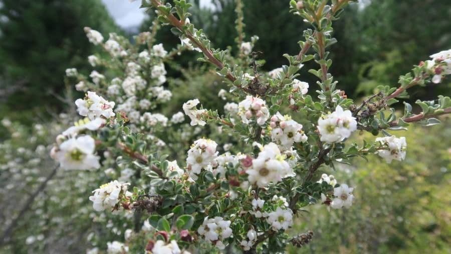Escallonia 5