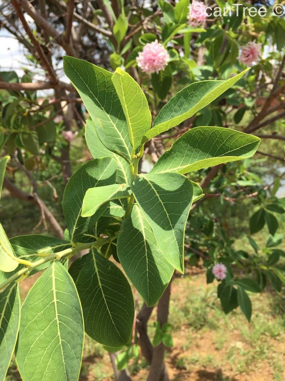 Dais cotinifolia 9