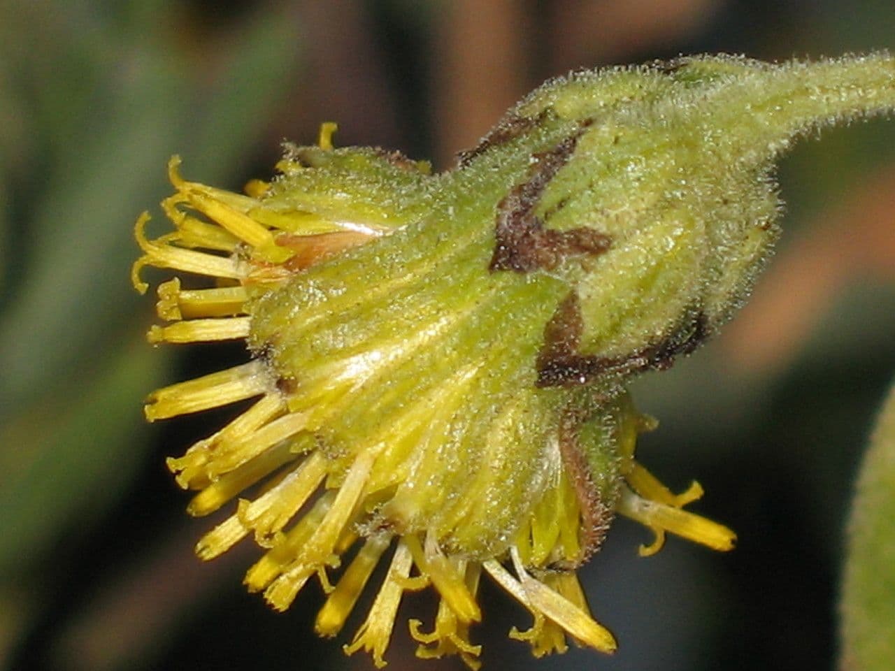 Senecio 5