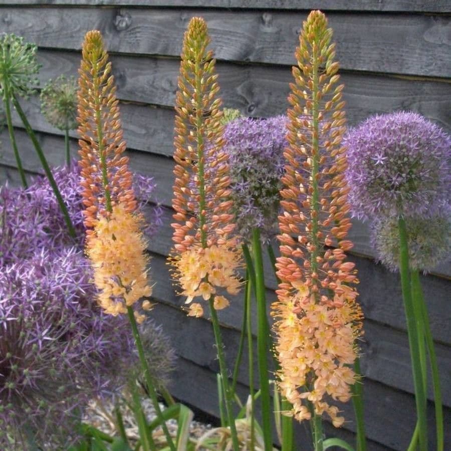Eremurus 4