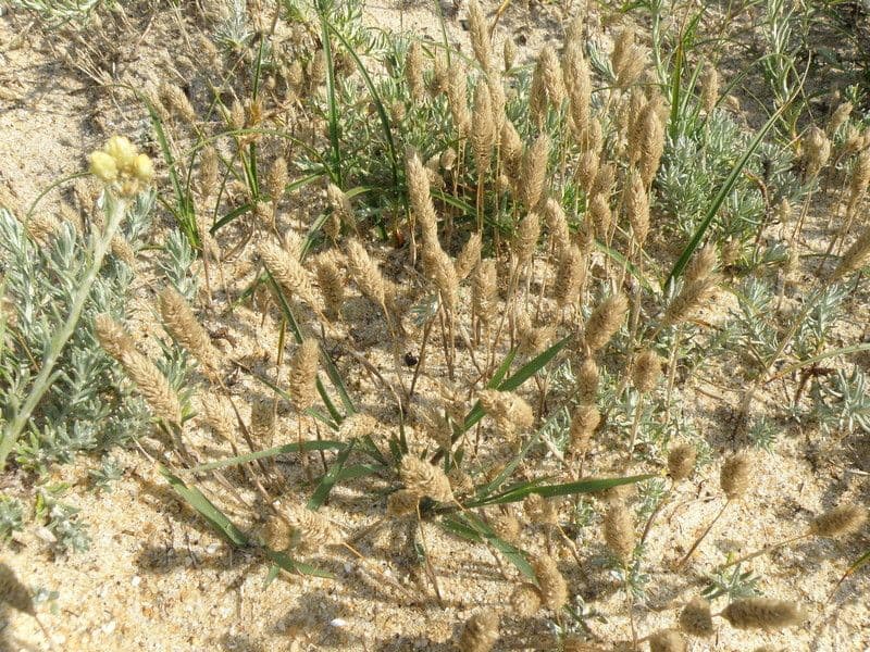 Codolina delle spiagge 15