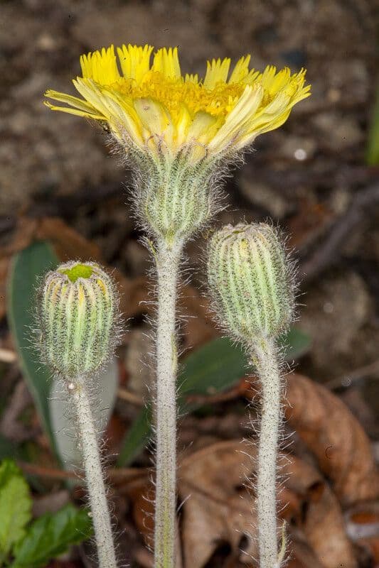 Pelosella 23