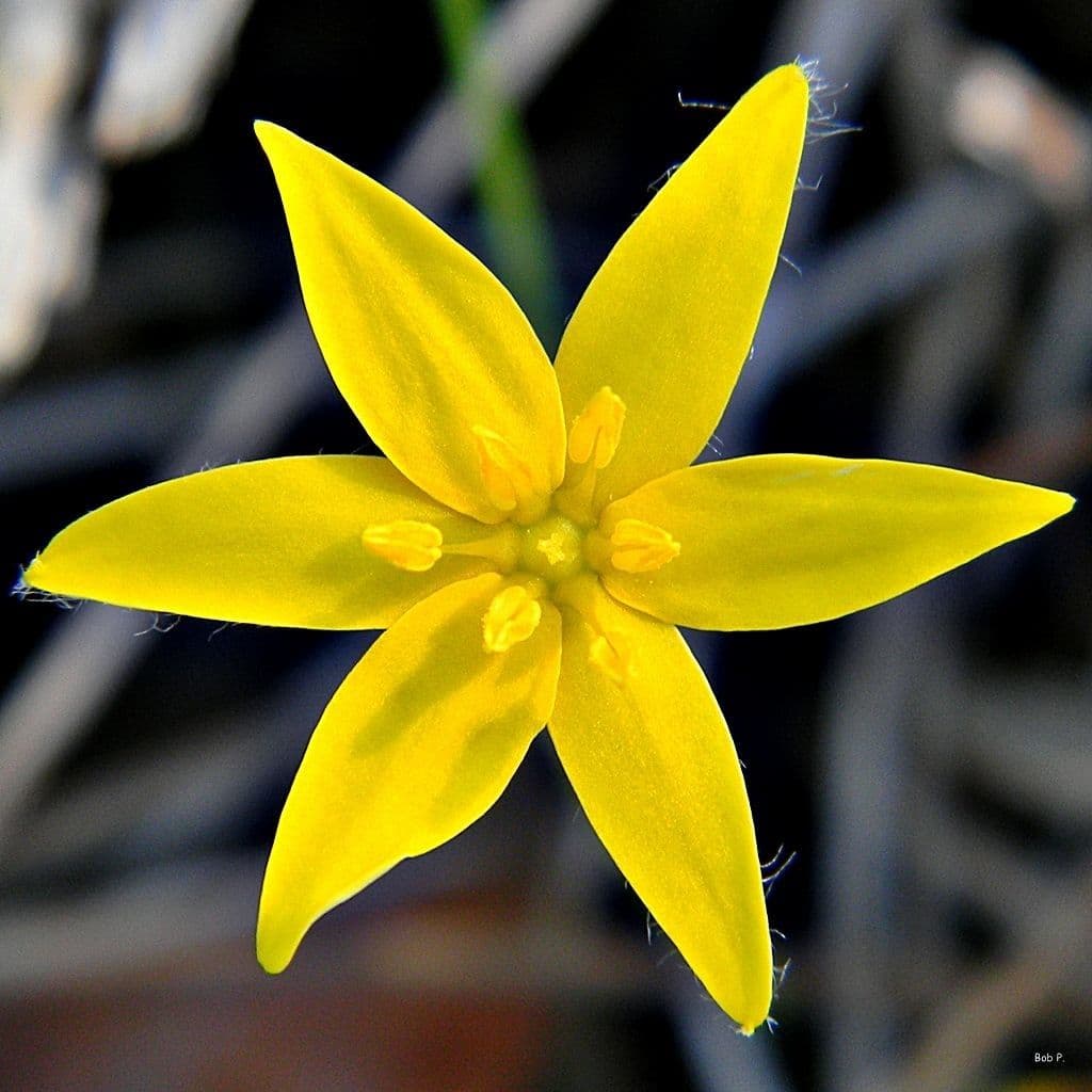 Binsenblättrige Sternbinse 2