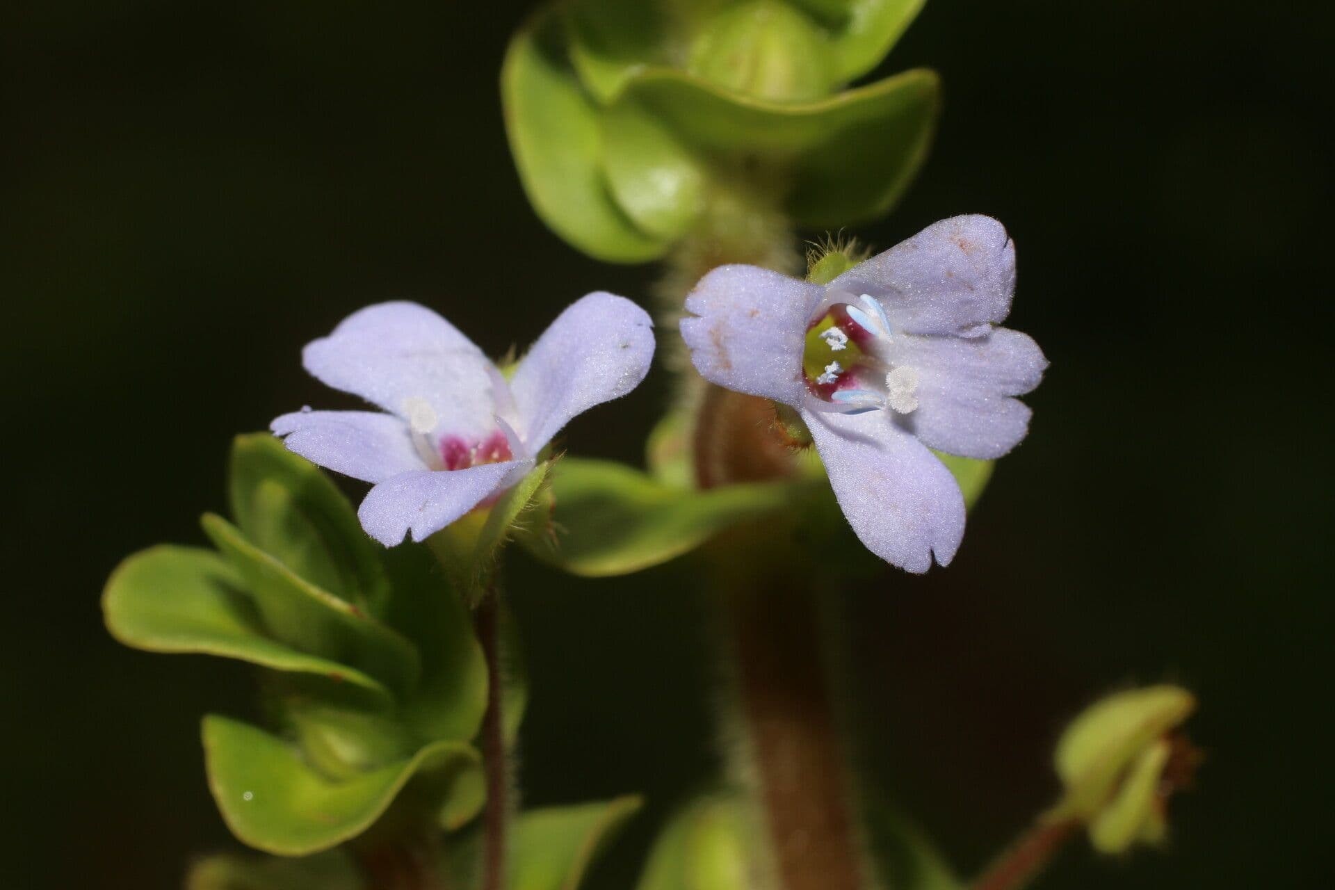 Bacopa salzmannii 3