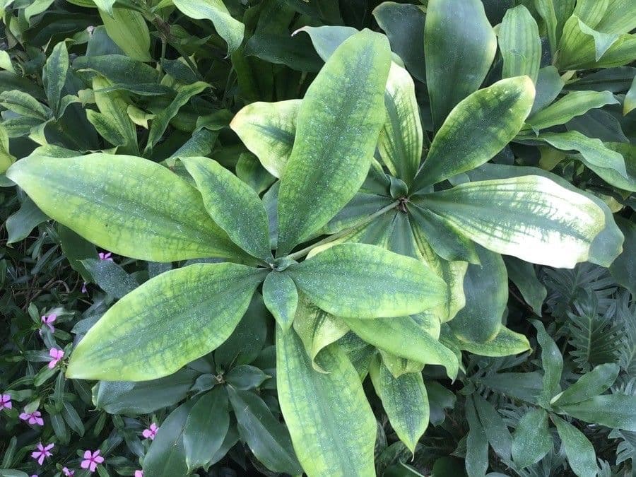 Dracaena camerunensis 2