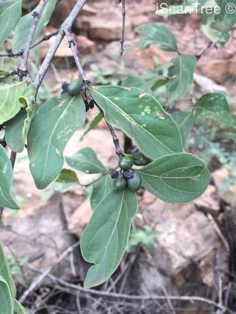 Afrocanthium gilfillanii 4