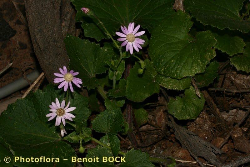 Pericallis 17