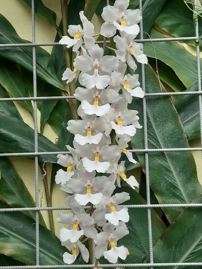 Orchidea 2