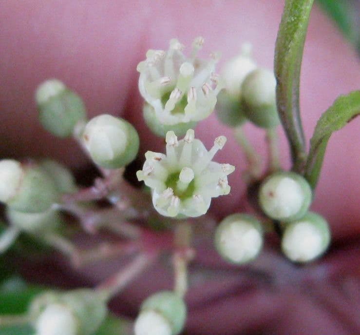 Miconia 5