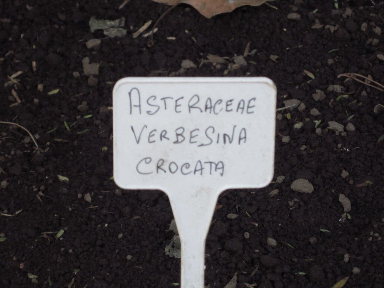 Verbesina 5