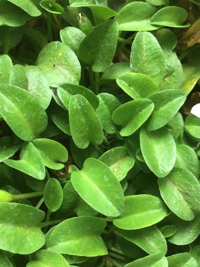 Lobelia 8
